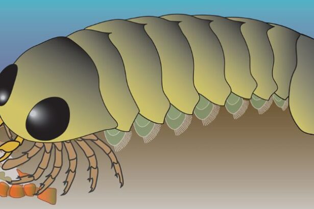 500-Million-Year-Old Fossil Suggests Ocean Origin For Spiders : ScienceAlert