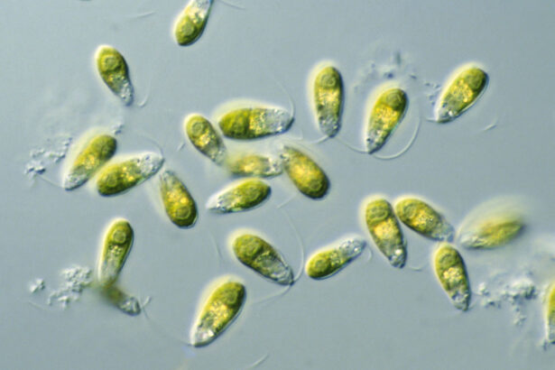 A 3-D printed, plastic beaker could help algae grow on Mars