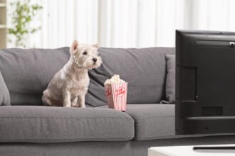 A dog’s taste for TV may depend on its temperament