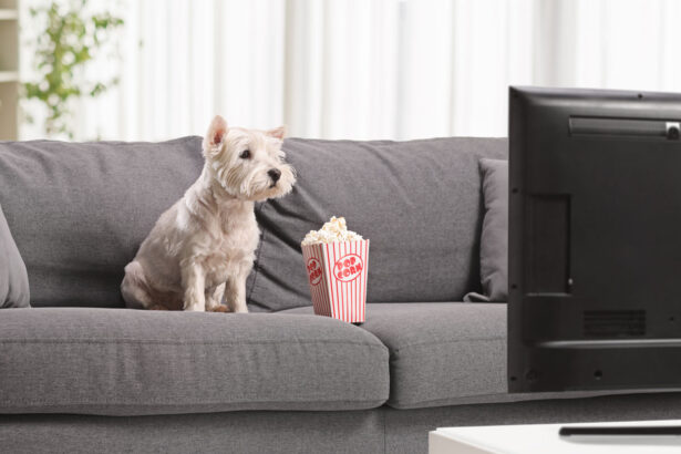 A dog’s taste for TV may depend on its temperament