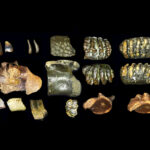 A drowned landscape held clues to the lives of ancient human relatives