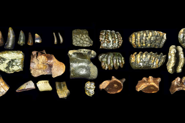 A drowned landscape held clues to the lives of ancient human relatives