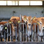 A million tiny cows