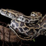 A newly discovered cell helps pythons poop out the bones of their prey