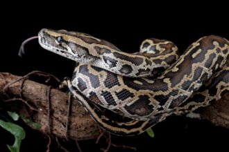 A newly discovered cell helps pythons poop out the bones of their prey