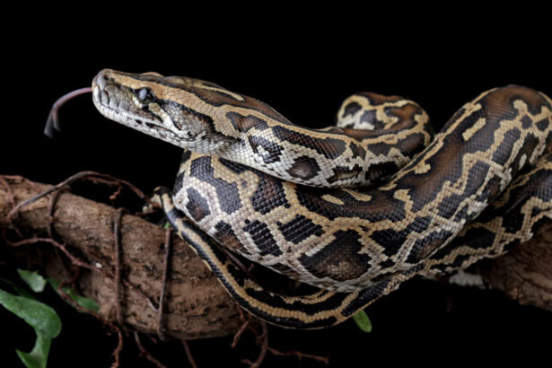 A newly discovered cell helps pythons poop out the bones of their prey