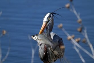 Administration Cuts Would Leave No Refuge for the Wildlife Refuges