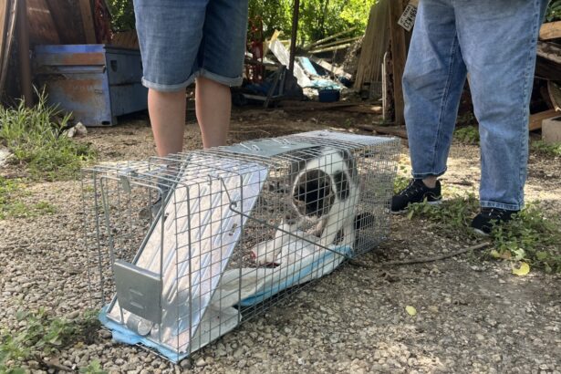 After Texas flooding, volunteers help reunite pets with owners : NPR
