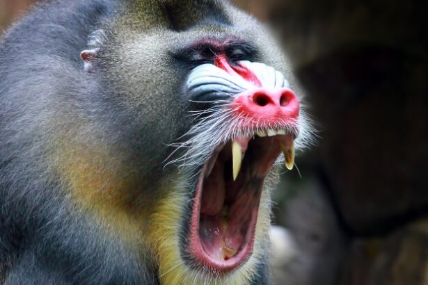 Alpha Male Primates a Myth, Researchers Find in New Study : ScienceAlert