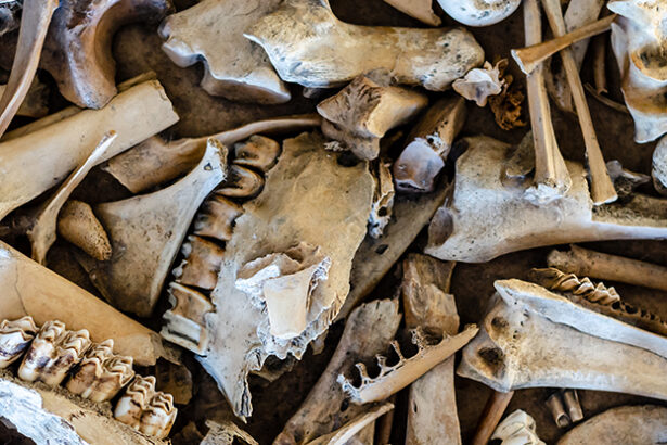 Ancient Neanderthal ‘Fat Factory’ Reveals How Advanced They Really Were : ScienceAlert