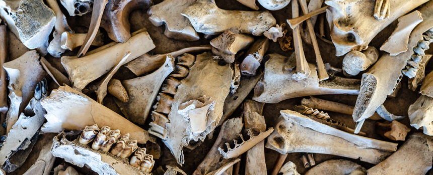 Ancient Neanderthal ‘Fat Factory’ Reveals How Advanced They Really Were : ScienceAlert