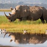 Ancient Tooth Proteins Rewrite the Rhino Family Tree—Are Dinosaurs Next?