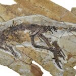 Ancient Voice Box Finally Reveals How Dinosaurs May Have Sounded : ScienceAlert