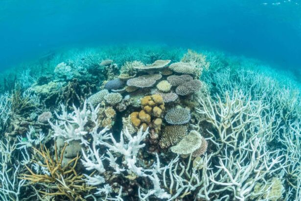Artificial cooling ‘urgent’ for Great Barrier Reef after warming spike