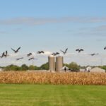 As bird flu evolves, keeping it out of farm flocks is getting harder