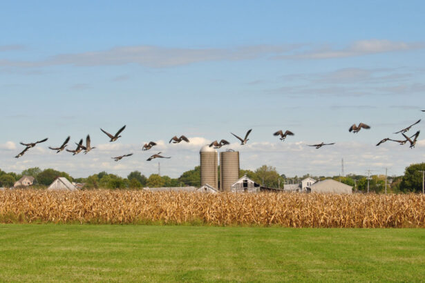 As bird flu evolves, keeping it out of farm flocks is getting harder