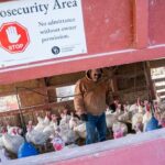 CDC Bird Flu Response Cuts Could Lead To Another Pandemic