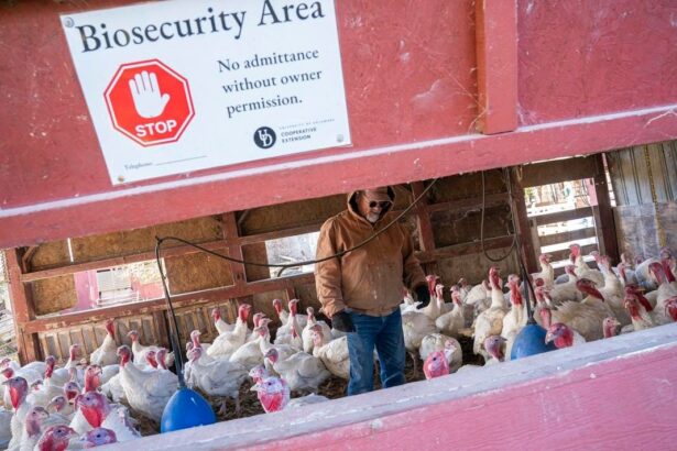 CDC Bird Flu Response Cuts Could Lead To Another Pandemic