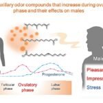 Changes in female body odor during ovulation elicit measurable reactions in men, finds study