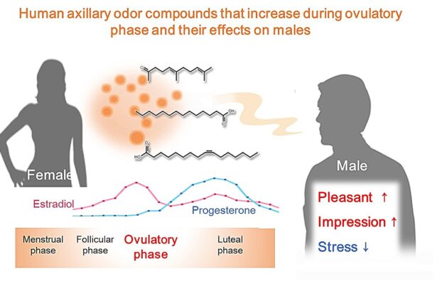 Changes in female body odor during ovulation elicit measurable reactions in men, finds study