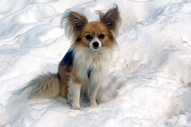 Chihuahua Helps Swiss Rescuers Find Man Who Fell Into Glacier