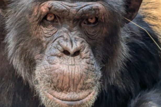 ‘Chimpfluencers’ Are Sticking Grass in Their Ears And Butts in Latest Viral Trend : ScienceAlert