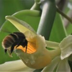 Climate change could separate vanilla plants and their pollinators