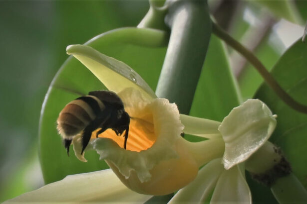 Climate change could separate vanilla plants and their pollinators