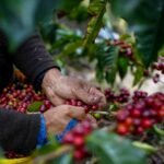 Climate change has sent coffee prices soaring. Tariffs will send them higher.