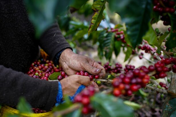 Climate change has sent coffee prices soaring. Tariffs will send them higher.