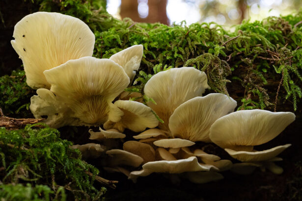 Climate change may be pushing fungal allergy season earlier