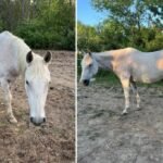 Cops launch search for horse with ‘special dietary’ needs named Koda stolen from upstate NY farm