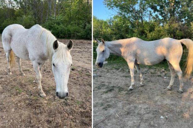 Cops launch search for horse with ‘special dietary’ needs named Koda stolen from upstate NY farm