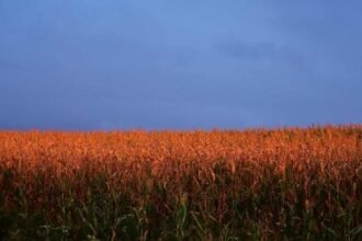 Corn Slips Lower on Wednesday