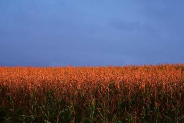 Corn Slips Lower on Wednesday