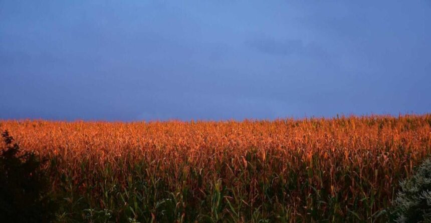 Corn Slips Lower on Wednesday