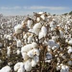 Cotton Bulls Make Strides on the week Despite Friday Pull Back