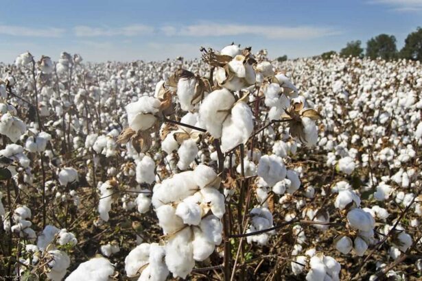Cotton Bulls Make Strides on the week Despite Friday Pull Back