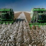 Cotton Losses Extending on Tuesday