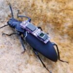 Cyborg Beetles Could Be Unlikely Heroes in Future Disaster Rescues : ScienceAlert