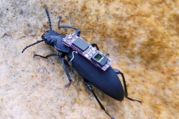 Cyborg Beetles Could Be Unlikely Heroes in Future Disaster Rescues : ScienceAlert