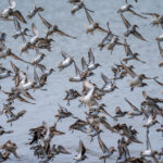 Dairy cattle H5N1 virus remains adapted to birds, with little sign of human spread