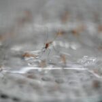 Denver confirms West Nile virus as season starts early on Front Range