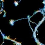 Do we grow new brain cells as adults? The answer seems to be yes