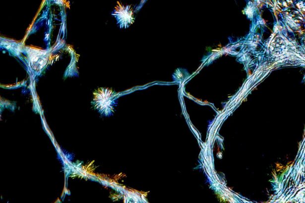 Do we grow new brain cells as adults? The answer seems to be yes