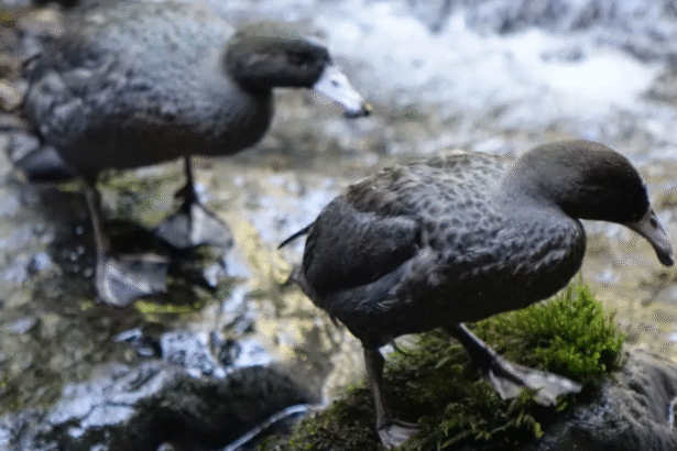 Dog sniffs out protected birds in rough West Coast terrain