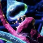 Dopamine Doesn’t Work in Our Brains Quite The Way We Thought : ScienceAlert