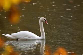 Environmental factors found to be key predictors of avian flu outbreaks in Europe