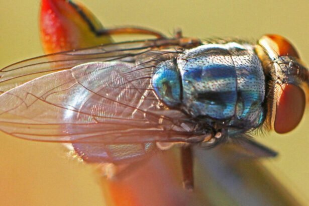 Feds Breeding Billions of Flies, Planning to Dump Them on Texas and Mexico |