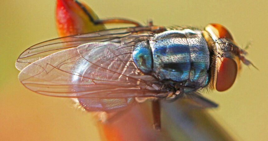 Feds Breeding Billions of Flies, Planning to Dump Them on Texas and Mexico |